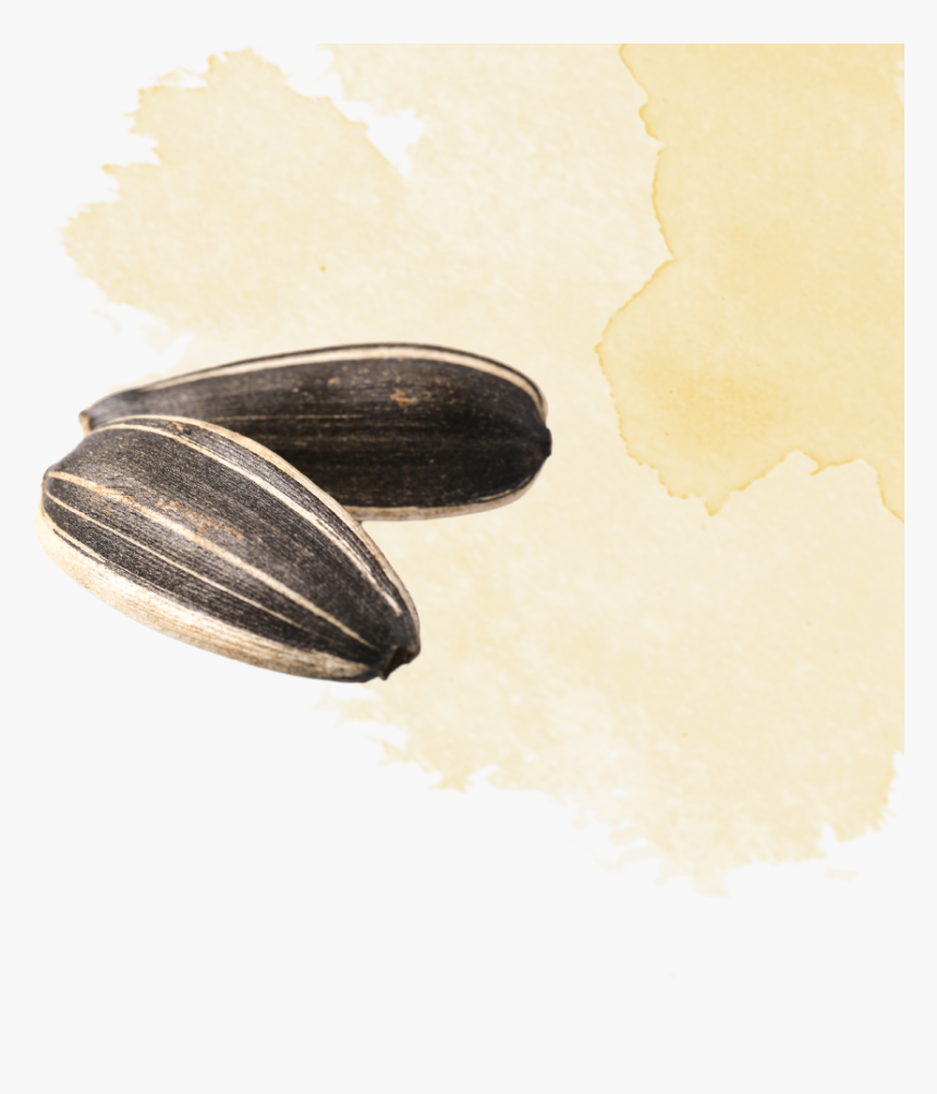 Mussel, HD Png Download