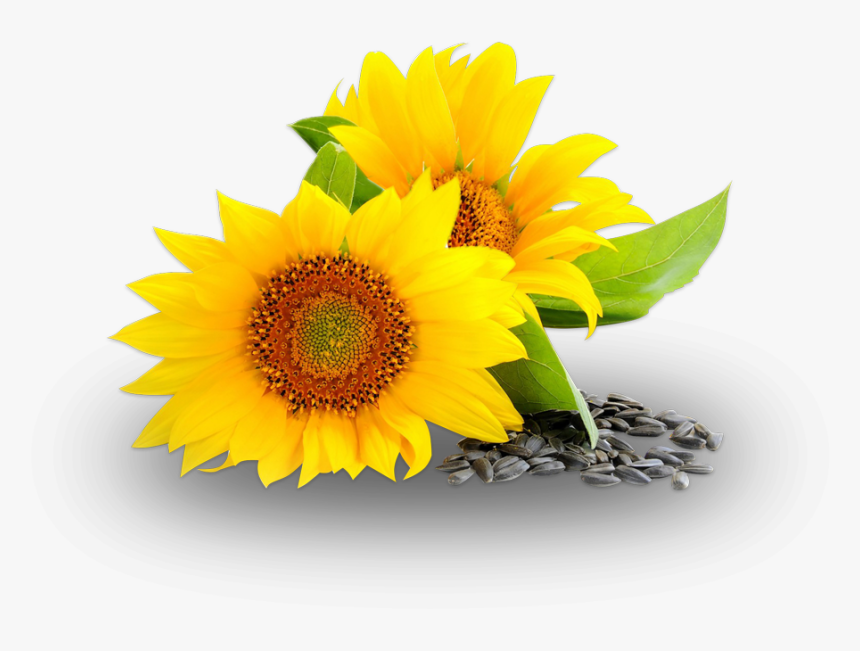 Ceoco Produces High Quality Crude Sunflower Oil For - Sunflower Oil Png Oil, Transparent Png