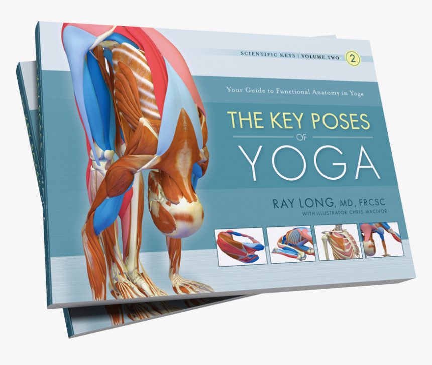 Key Muscles Of Yoga Book, HD Png Download