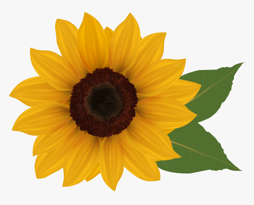 Clip Art Sunflowers - Sunflower Clipart, HD Png Download