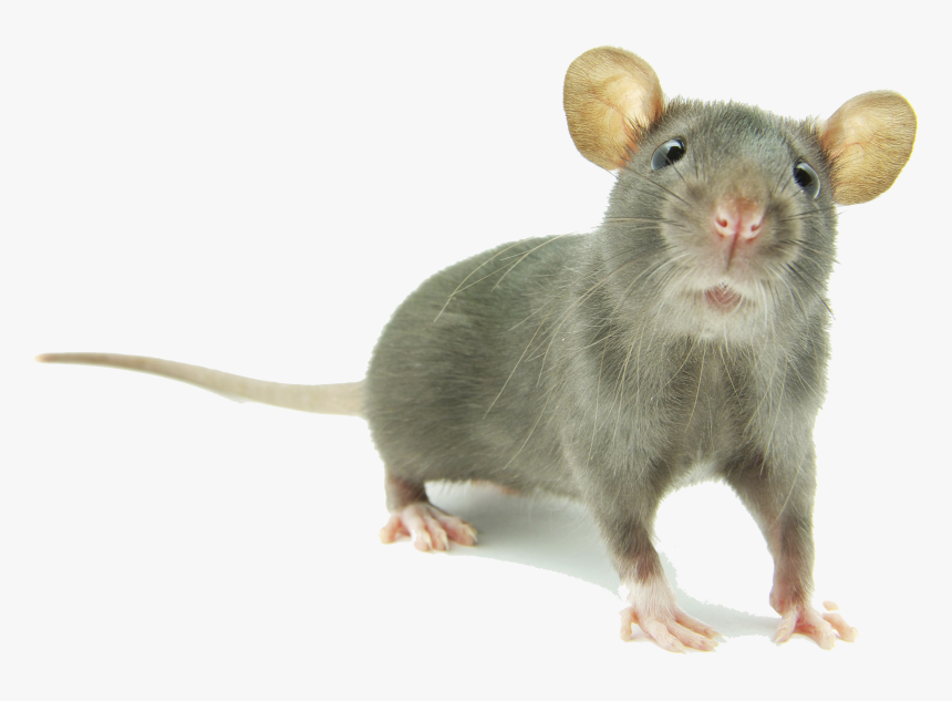Mouse Png Images Hd - Young Rats, Transparent Png