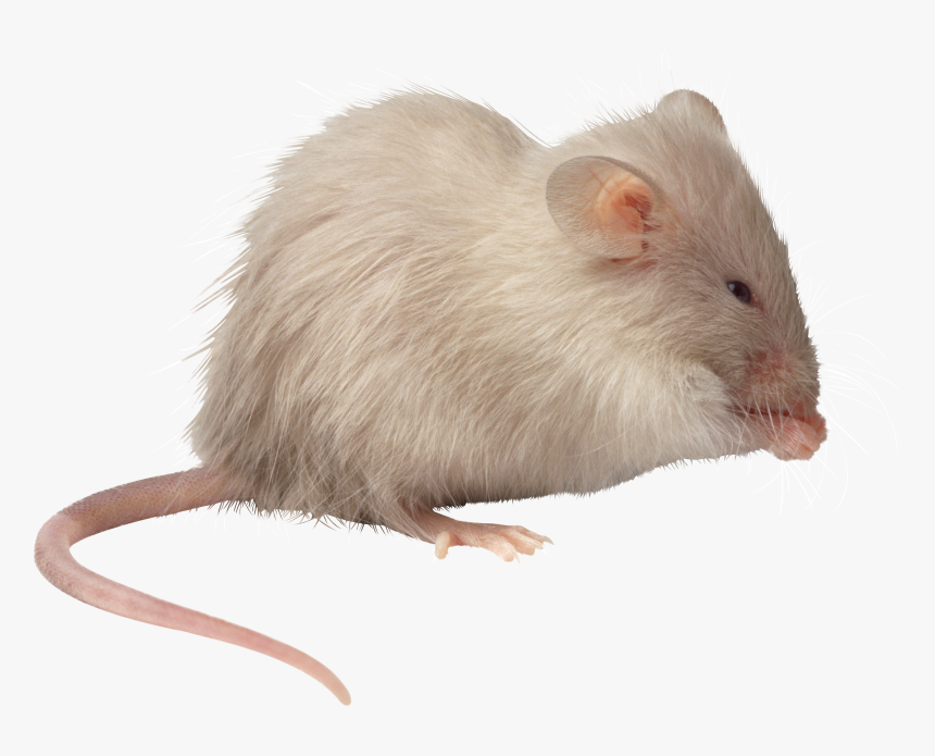 Mouse, Rat Png Image - Methuselah Mice, Transparent Png