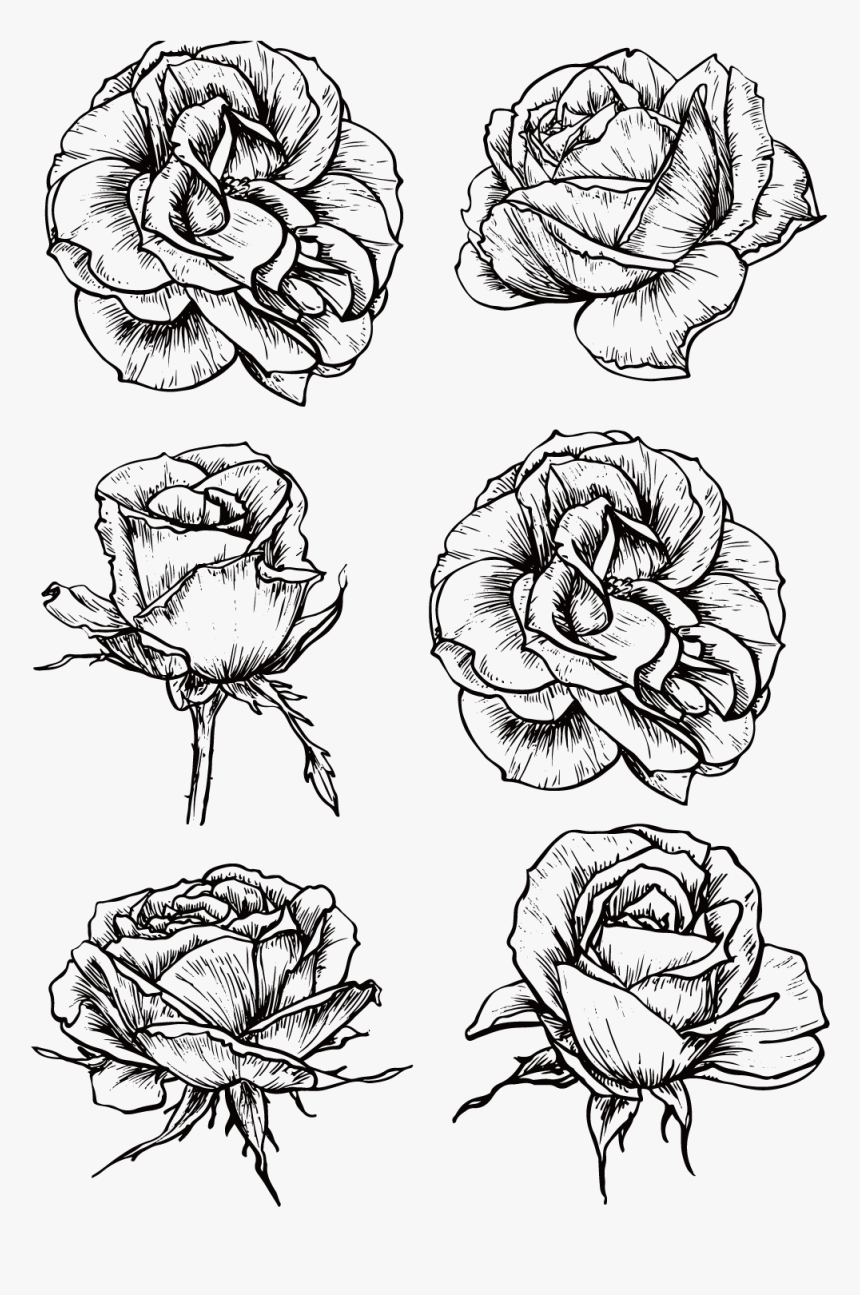 Graphic Rose Flower Black And White Roses Transprent - Tattoo Bloomed Rose Drawing, HD Png Download