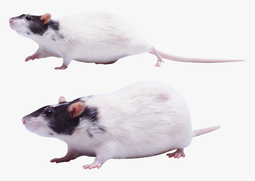 Mouse Png Images - Крыса Пнг, Transparent Png