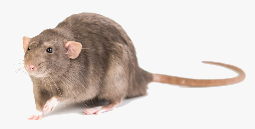 Mouse Photo Background - Mouse, HD Png Download