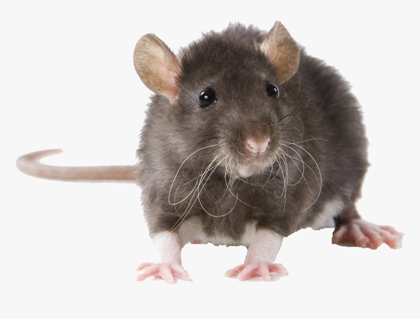 Mouse Free Pictures - Rat Indian, HD Png Download