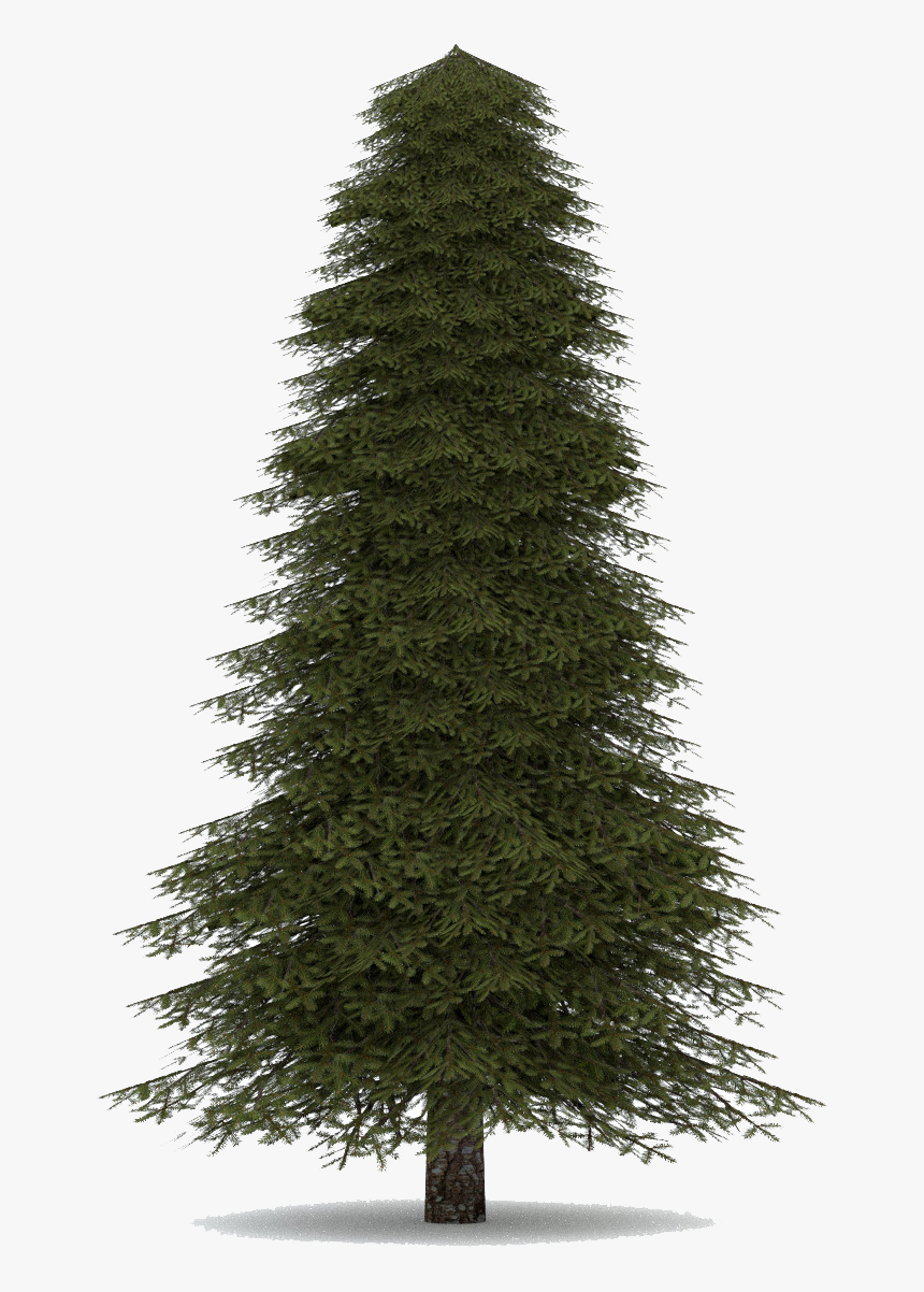 Download Fir Tree Png Image, Transparent Png