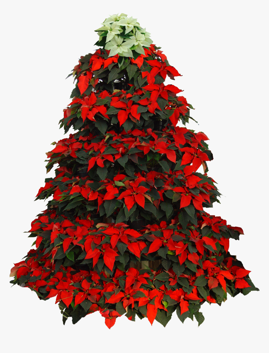 Poinsettia Clip Christmas Tree - Christmas Tree Poinsettia Clipart, HD Png Download