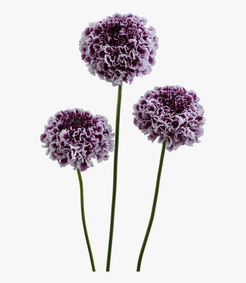 Pincushion Flower, HD Png Download