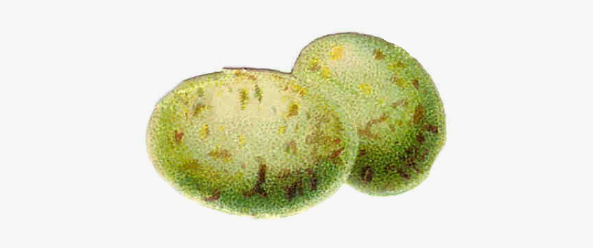 Easter Egg Vintage Art, HD Png Download