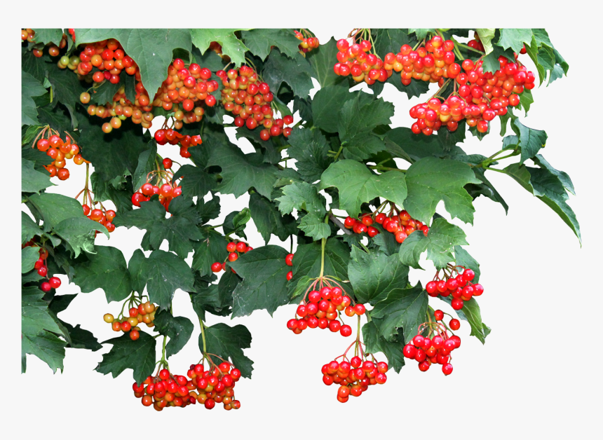 Viburnum Vines Leaf Image Transparent - Transparent Vine Photo Png, Png Download