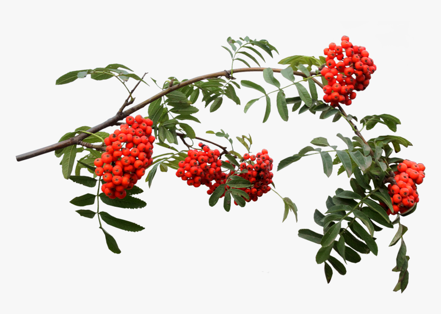Green Leaf Vine With Fruit - Rowan Png, Transparent Png