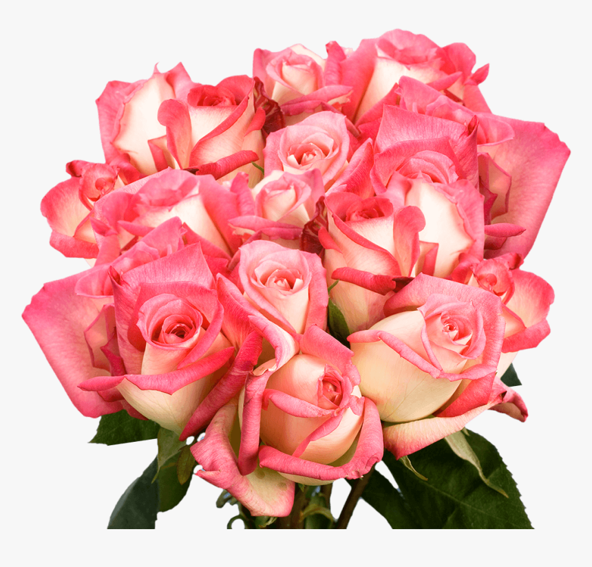 Floribunda, HD Png Download