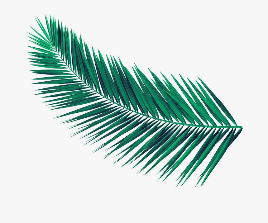 Kiki El Amor Se Hace Png, Transparent Png