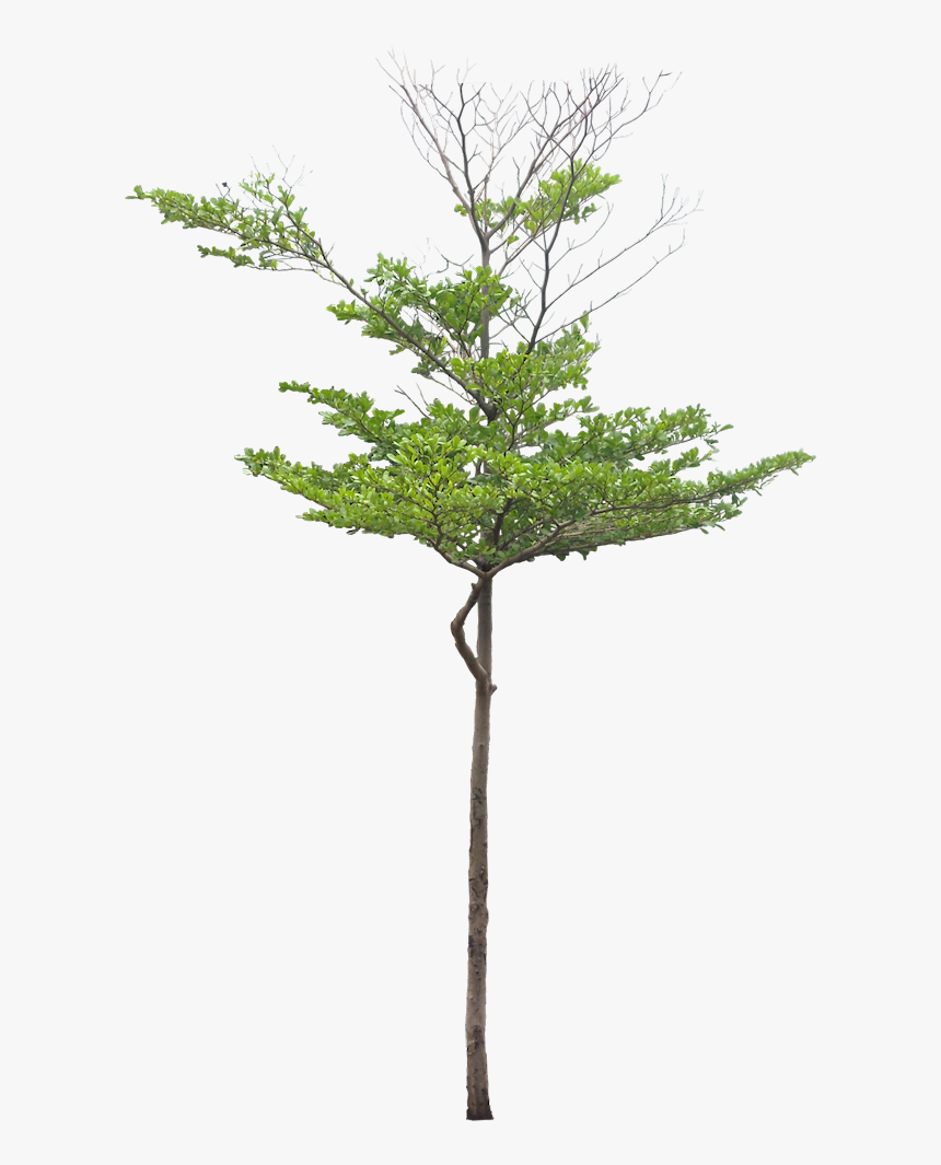 Thumb Image - Green Bucida Tree Png, Transparent Png