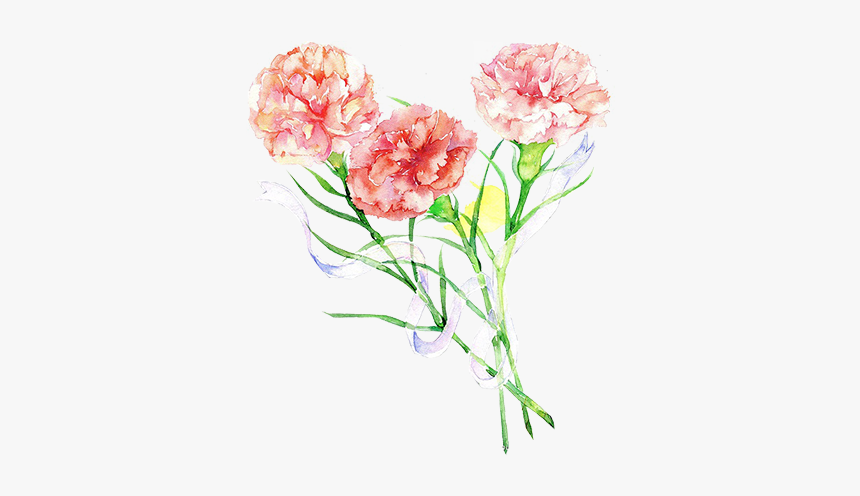 花 水彩 康乃馨, HD Png Download