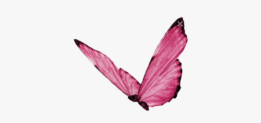 Butterfly Transparent, HD Png Download