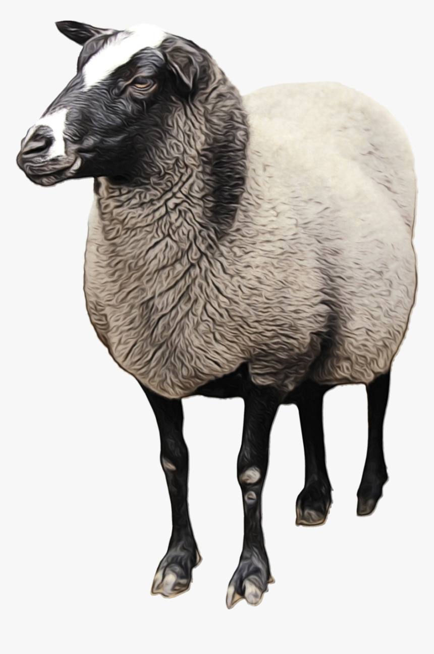 Sheep Goat Clip Art Transparency Cattle - Lamb Sheep Png, Transparent Png