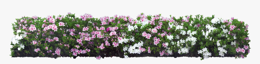 Download Plant Flower Shrub Tree White Garden Hq Png - Garden Flower Tree Png, Transparent Png