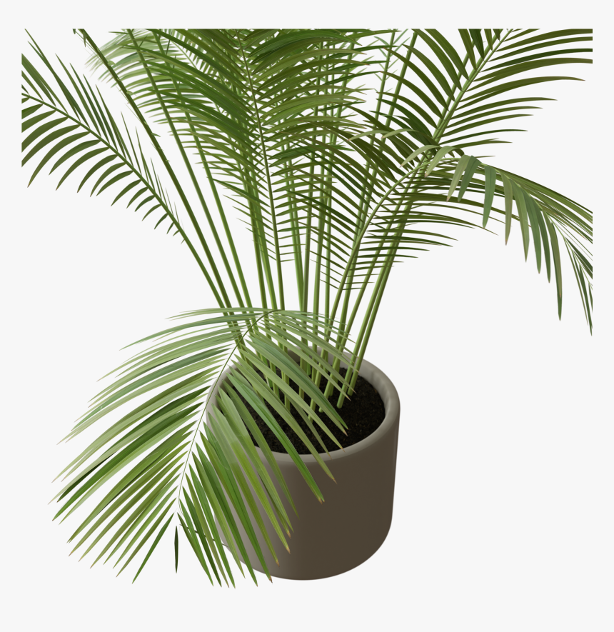 Areca1prev003 - Attalea Speciosa, HD Png Download