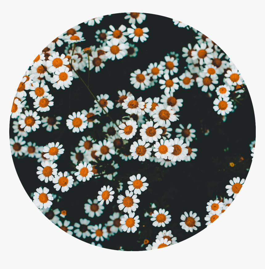 #daisy #daisies #flowers #aesthetic #white #yellow - Transparent Daisy Png Aesthetic, Png Download