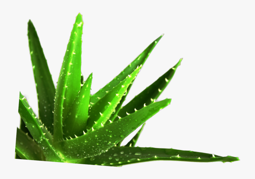 Succulent Plant Medicine Medicinal Plants - Ayurvedic Aloe Vera Plants, HD Png Download