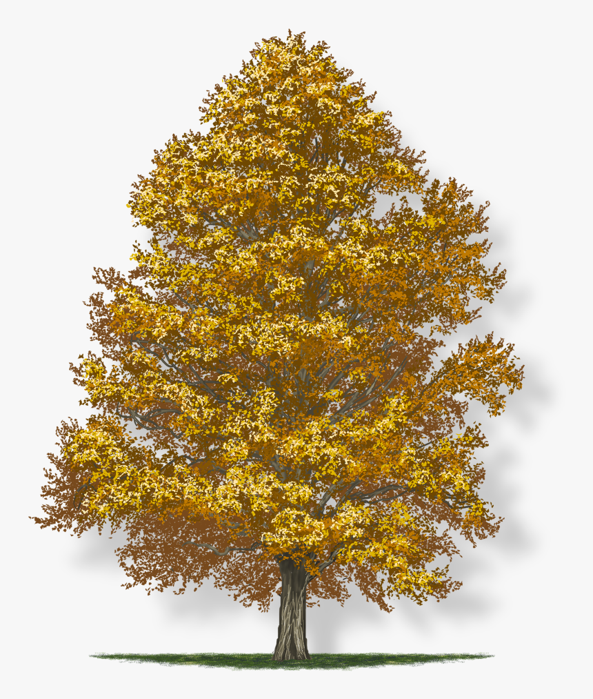 American Holly Tree, HD Png Download