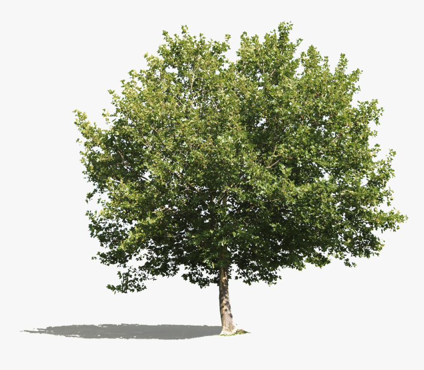 Cutout Tree Png Platanus, Transparent Png