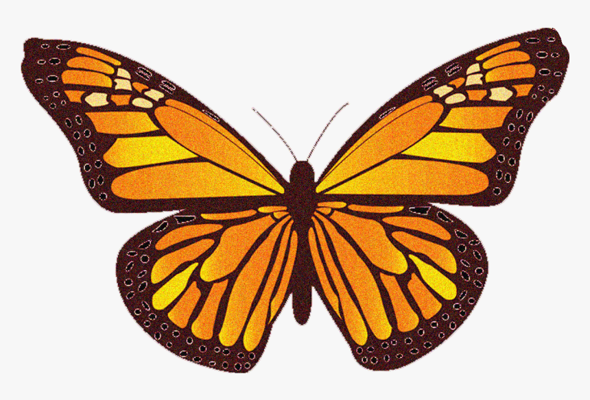 Clipart Monarch Butterfly, HD Png Download