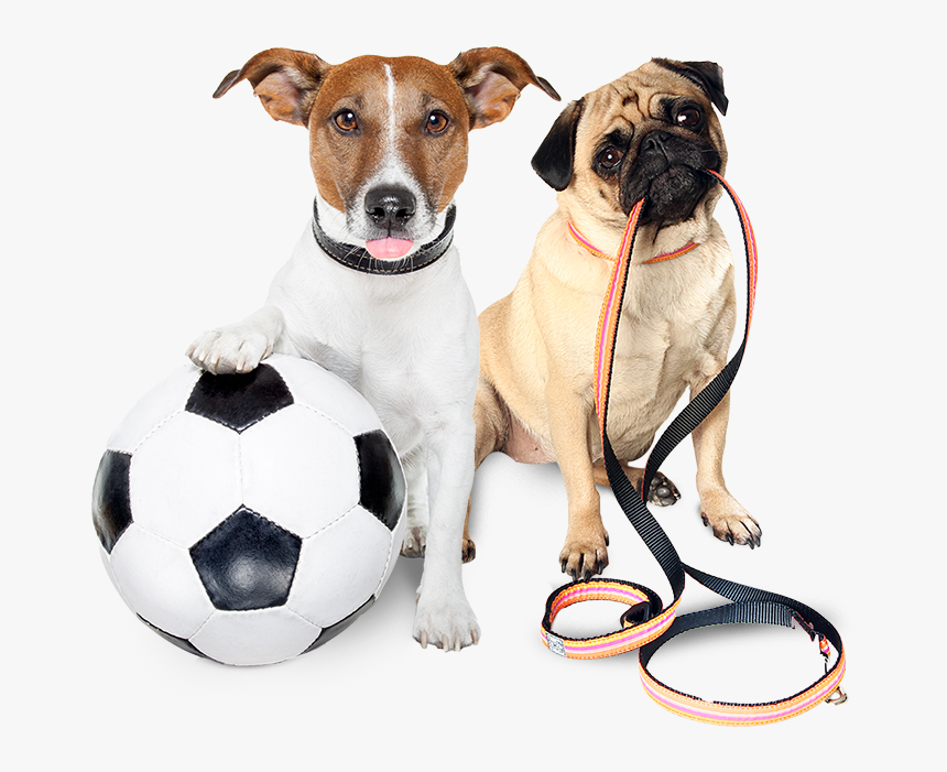 Let Your Pet Be Our Priority - Dog Needs A Walk, HD Png Download