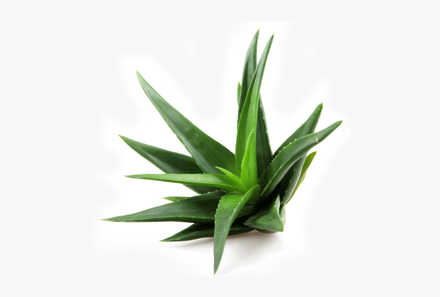 Aloe Barbadensis Extract, HD Png Download