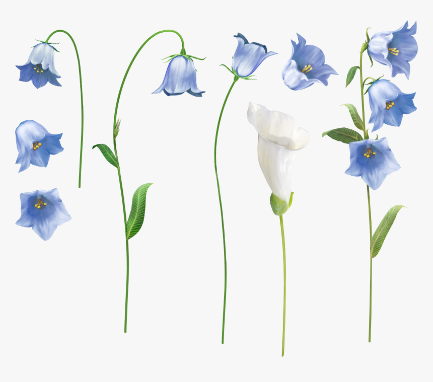 Bellflower Png - Glockenblume Png, Transparent Png