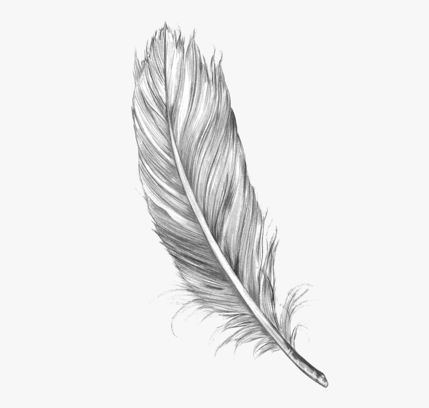 Feather Drawing, HD Png Download