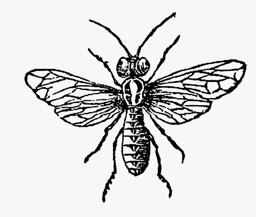 Aphid .png, Transparent Png