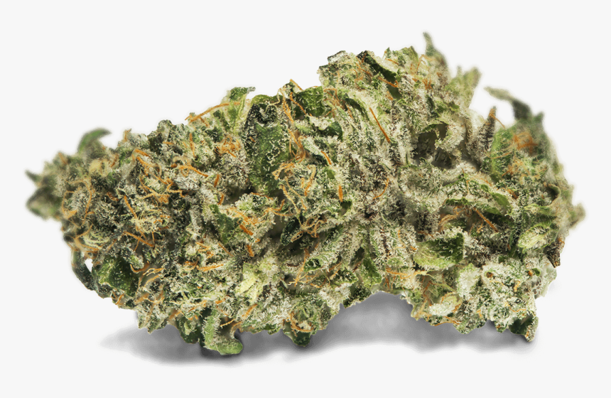 Non-vascular Land Plant, HD Png Download