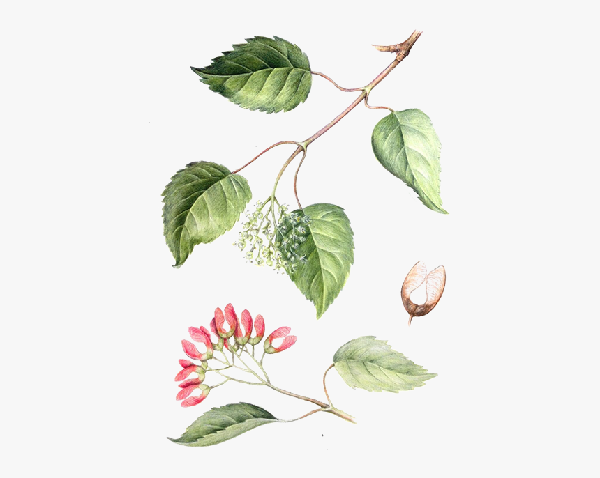 Mock Orange, HD Png Download