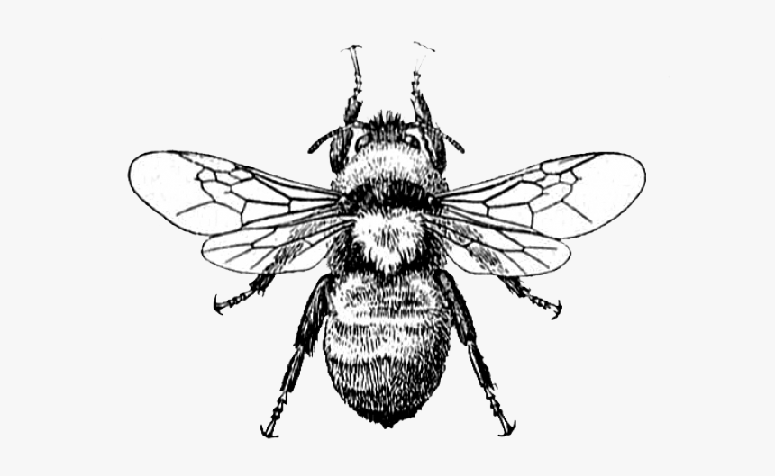 Bee Drawing, HD Png Download
