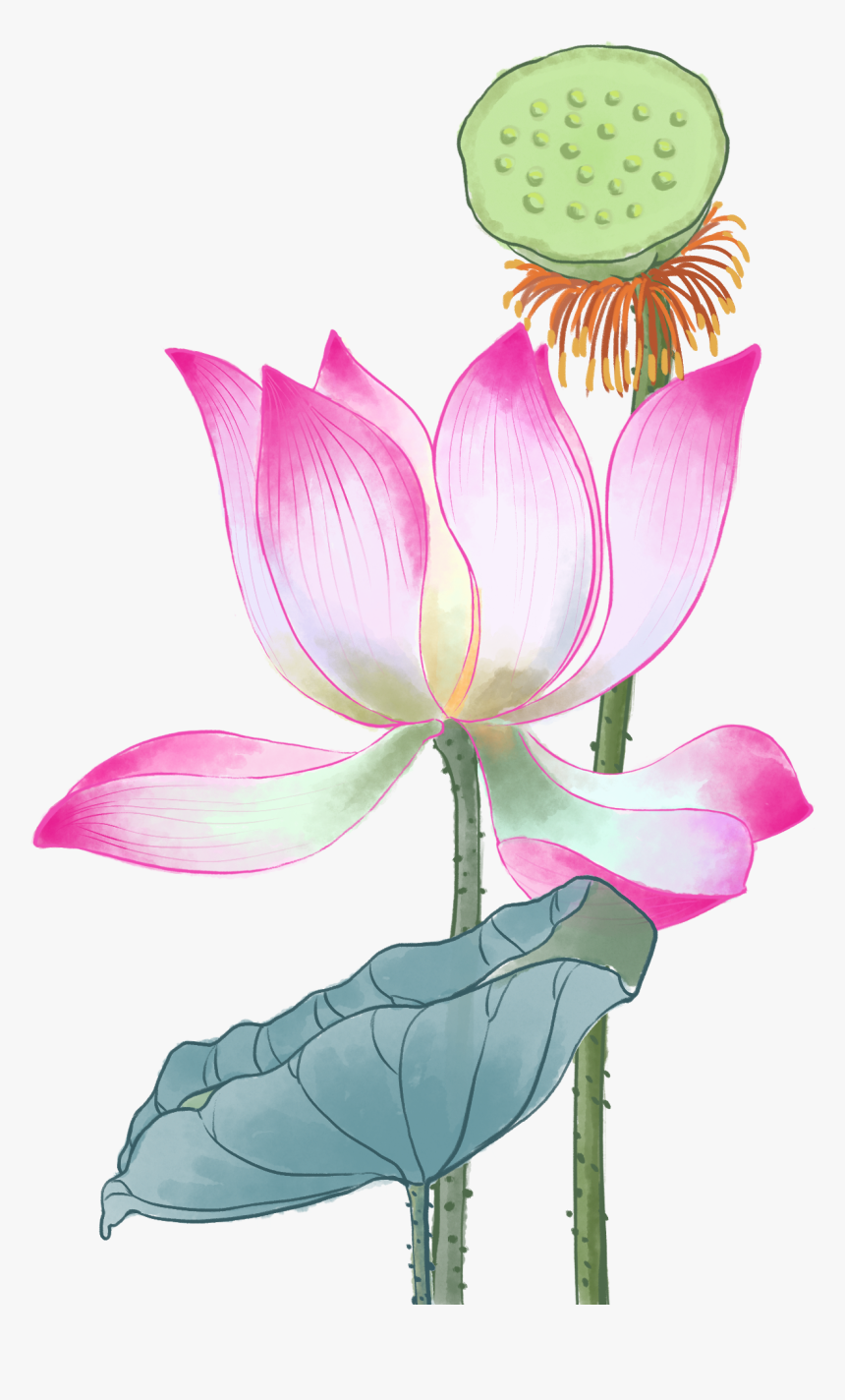 Sacred Lotus, HD Png Download