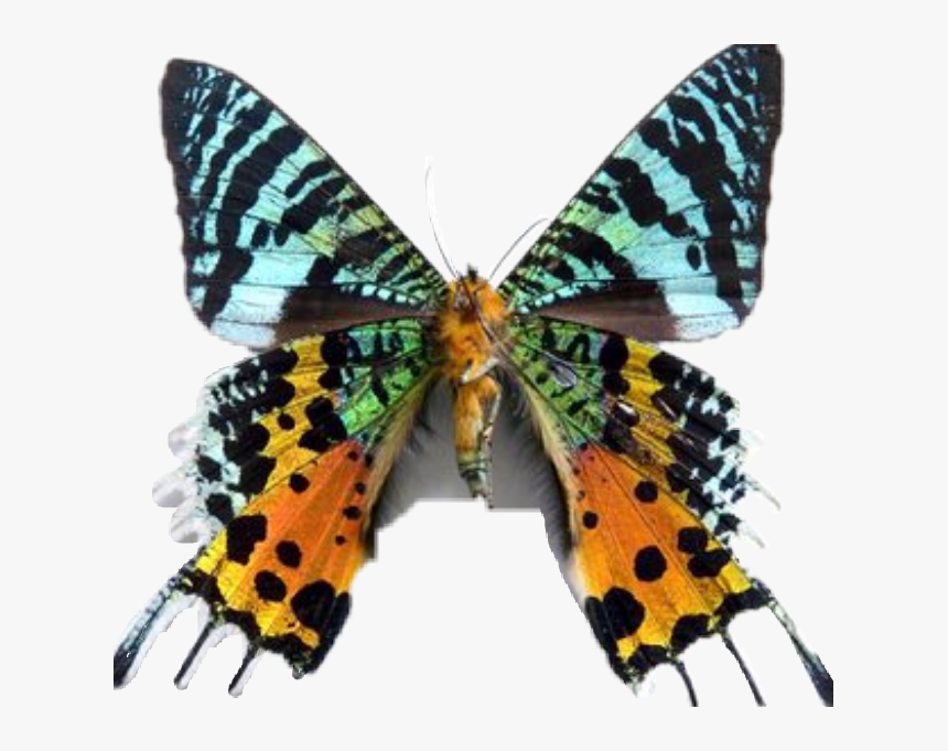 #butterfly #rare - Vanessa Cardui, HD Png Download