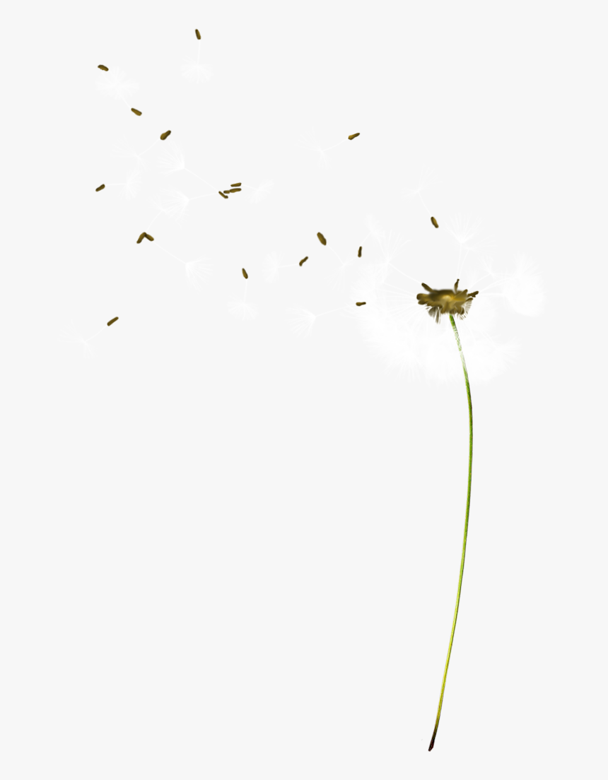 Flock, HD Png Download