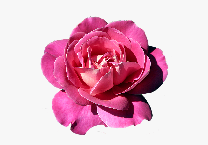 Rose, HD Png Download