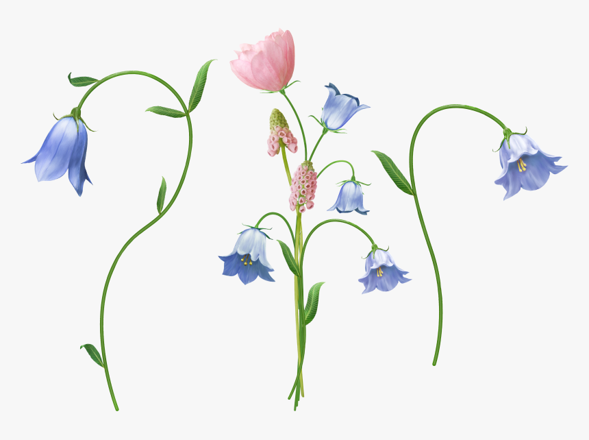 Transparent Bellflower, Tree, Branch, Nature - Blue Lily Flower Png, Png Download