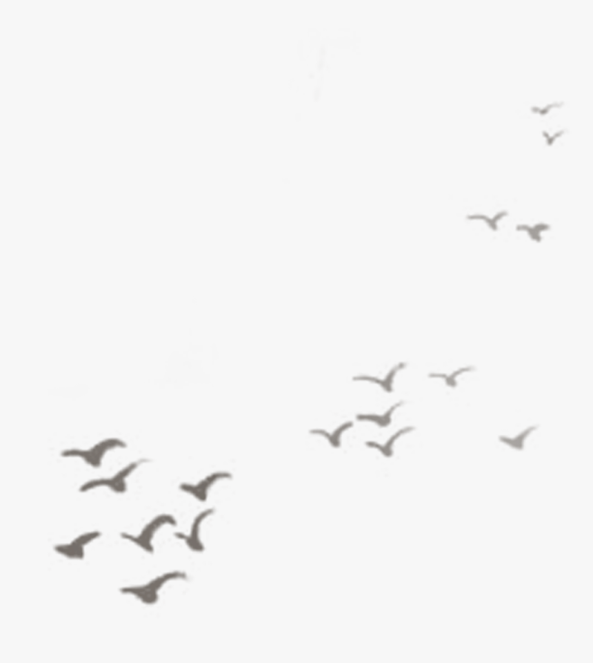 Flock, HD Png Download