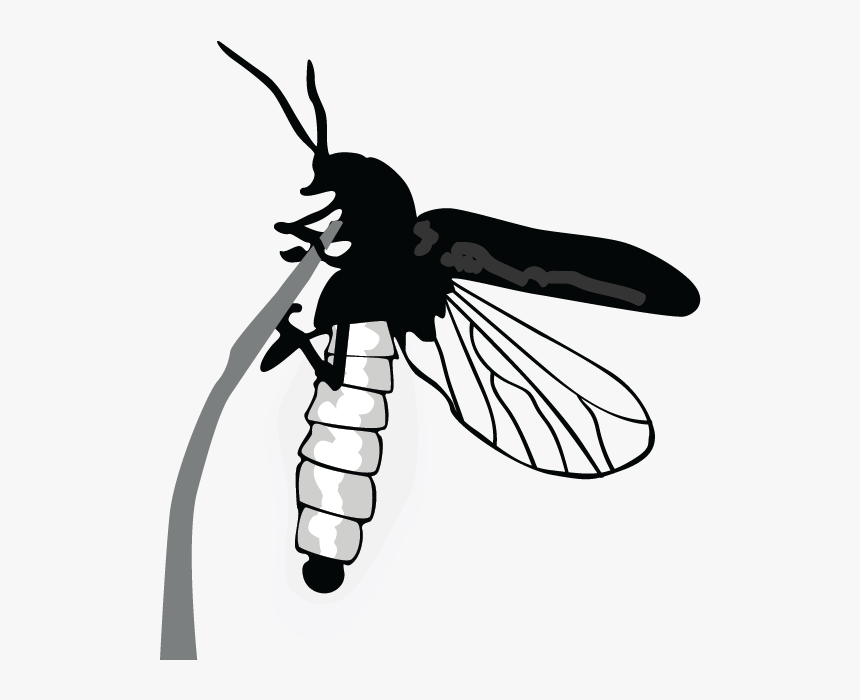 Net-winged Insects, HD Png Download