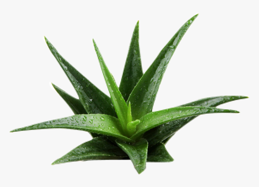 Aloe Background Removed - Aloe Vera Plant Png, Transparent Png