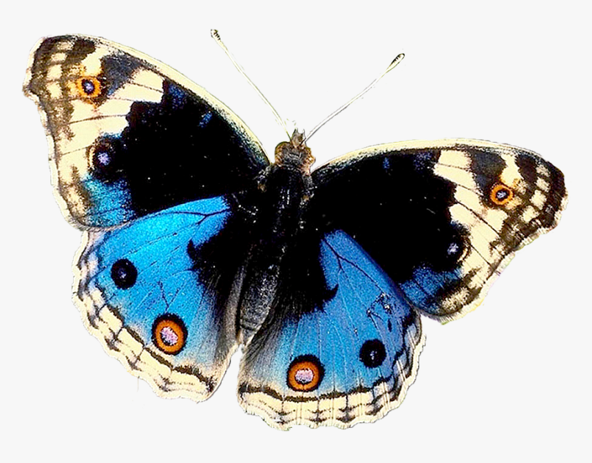 Butterfly, HD Png Download