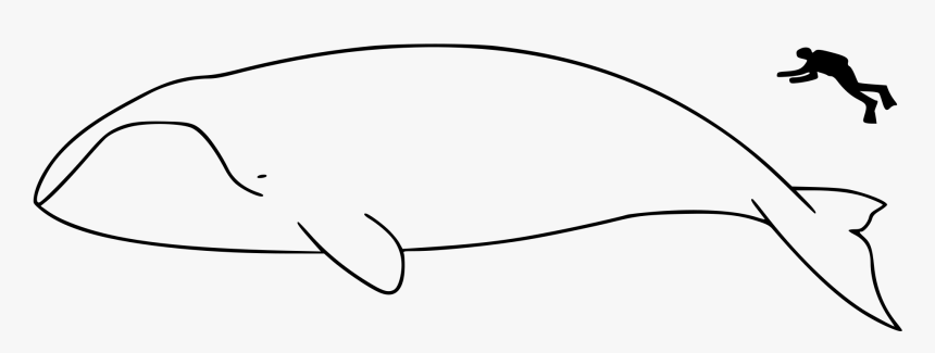 Bowhead Whale And Human, HD Png Download