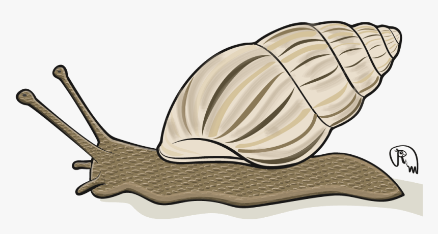 Zebra Snail - Illustration - Lymnaeidae, HD Png Download