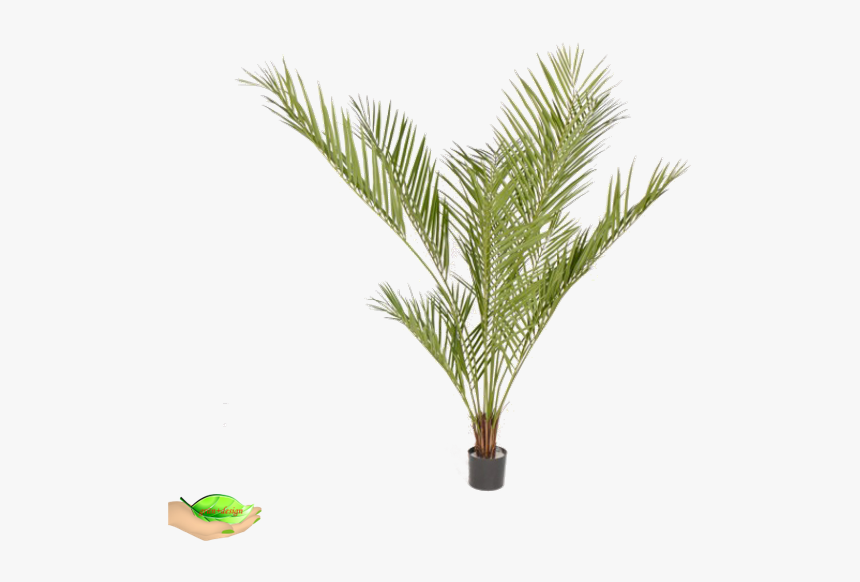 Artificial Areca Palm Daisy, HD Png Download