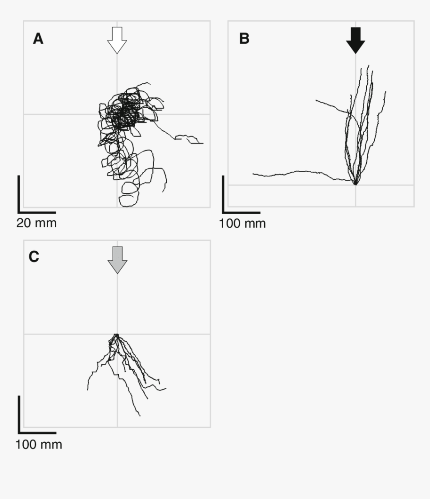 Clip Art Library Stock Representative Tracks Of Neonate - Sketch, HD Png Download